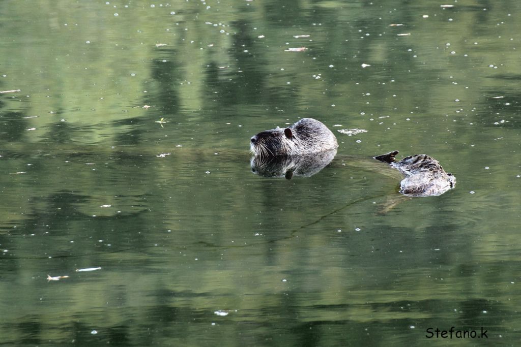 Nutria